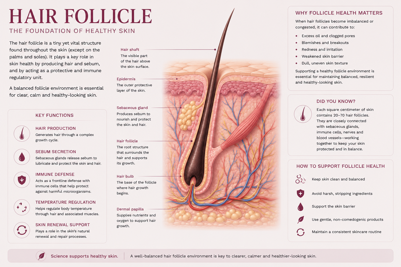 Diagram of a Hair Follicle with connected Sebaceous Gland